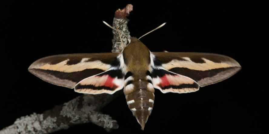 Sphinx de la garance (Hyles gallii) - Alexandre Van der Yeught